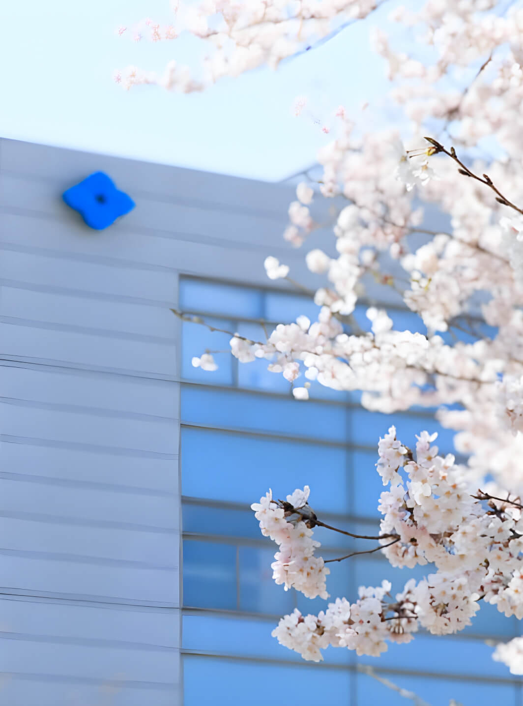 Quang cảnh bên ngoài Công ty TNHH Khai khoáng Kim loại Sumitomo và hoa anh đào