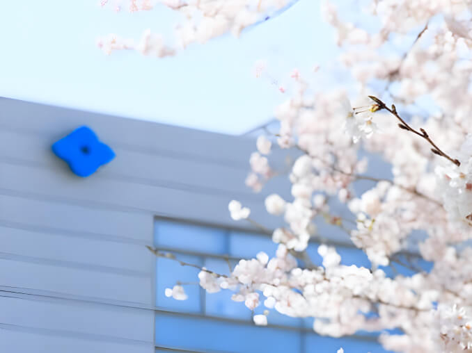 Quang cảnh bên ngoài Công ty TNHH Khai khoáng Kim loại Sumitomo và hoa anh đào